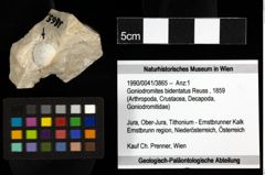 Foto (Objekt + Etiketten) von Goniodromites bidentatus (Reuss, 1859) 
